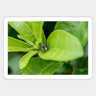 Unique and organic photo of a Myrmarachne Ant mimic spider with food Sticker